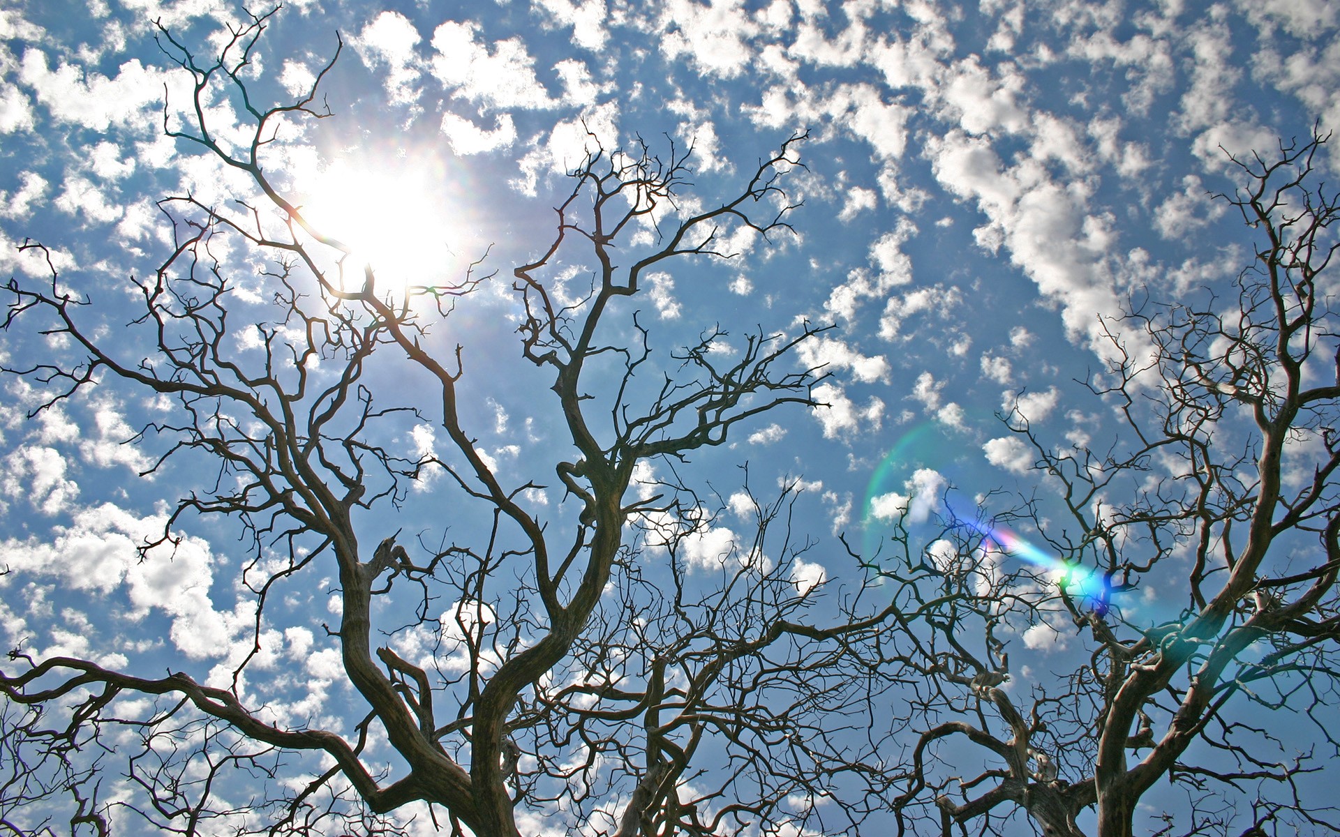 bare tree branches, blue sky and tiny clouds