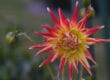 red and yellow dahlia flower with pointed petals