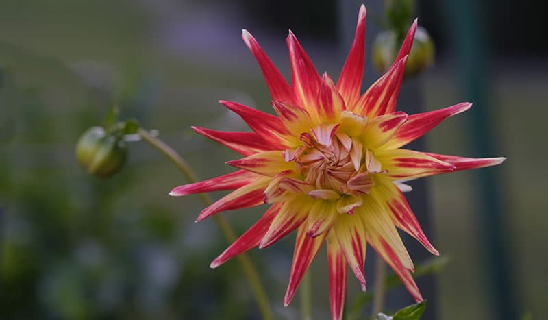 red and yellow dahlia flower with pointed petals