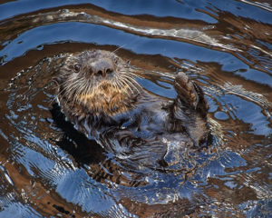 A sea otter lying in water with one paw raised.