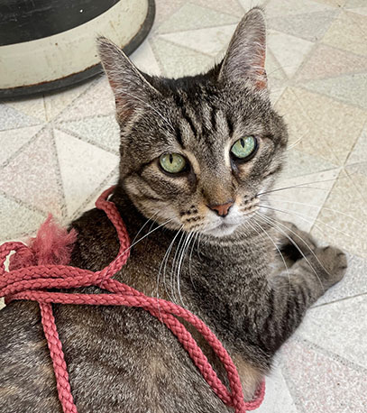 striped cat wrapped in a pink cord